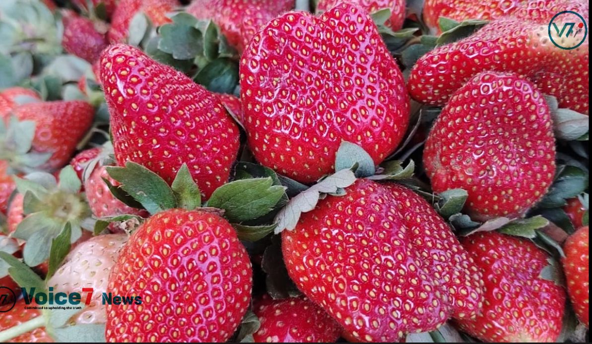 The daughter urged her father to indulge in some strawberries, a strange fruit. 